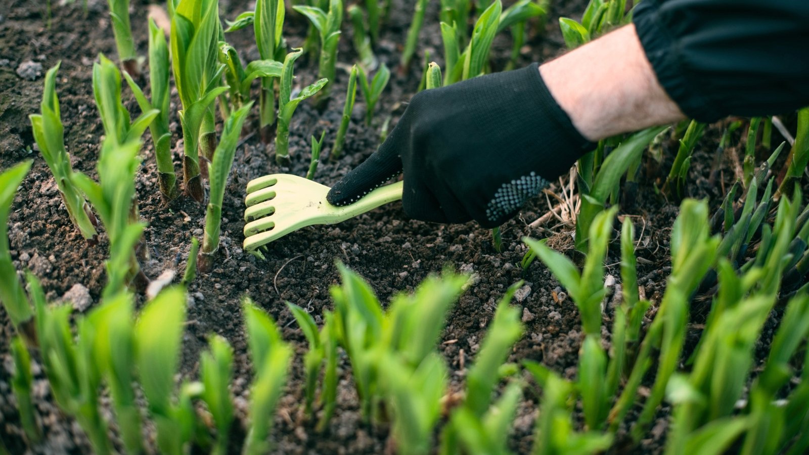 Close-up of a gardener in black gloves loosening the soil with a green rake in a flowerbed with young hosta sprouts.