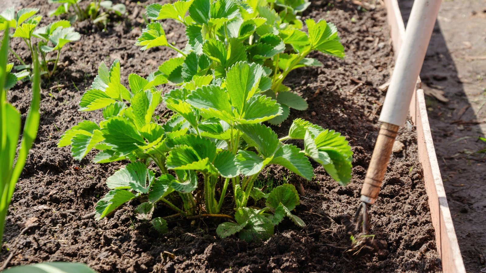 Loosening the soil with a hoe around the strawberry bushes in a sunny garden. Strawberry bushes are characterized by low, sprawling growth with dense foliage consisting of bright green, serrated leaves.