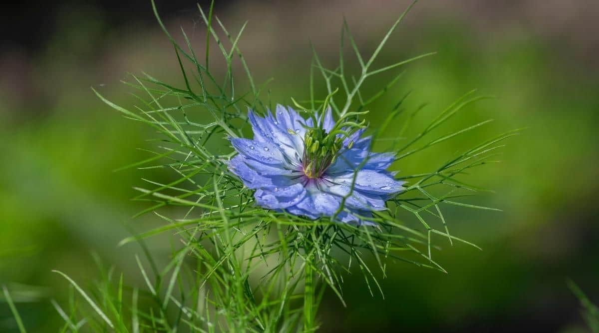 Love in a Mist