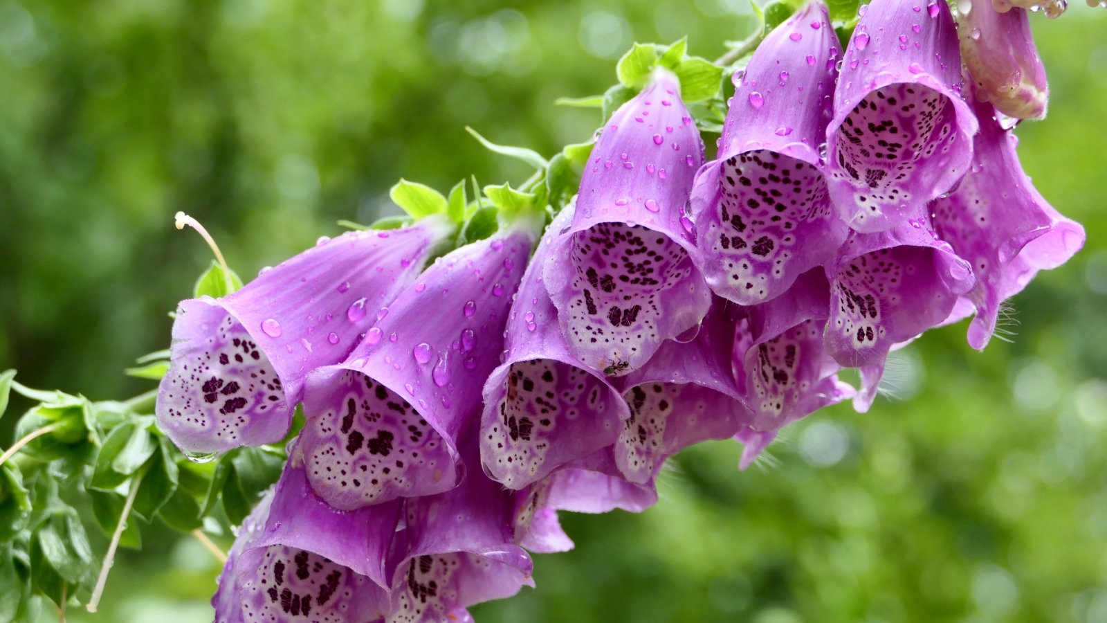 Vibrant purple foxglove blossoms glisten with raindrops, each petal holding a shimmering droplet, while a verdant blur of foliage serves as a tranquil backdrop, enhancing the flower's natural allure.