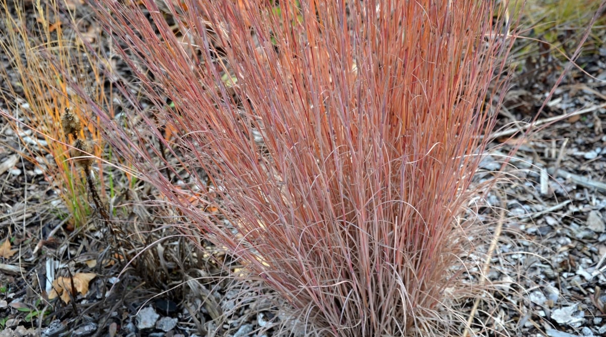 A little bluestem, with delicate pale red leaves, stands tall amidst a ground littered with crisp, brown leaves. The contrast between the colorful grass and the earthy forest floor creates a captivating visual display of autumn's beauty.
