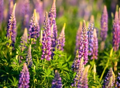 A field of flowering lupines grown from seeds with tall, spiky flower clusters in shades of purple in dense whorls along the stems, rising above palmate green leaves with slender, pointed leaflets.