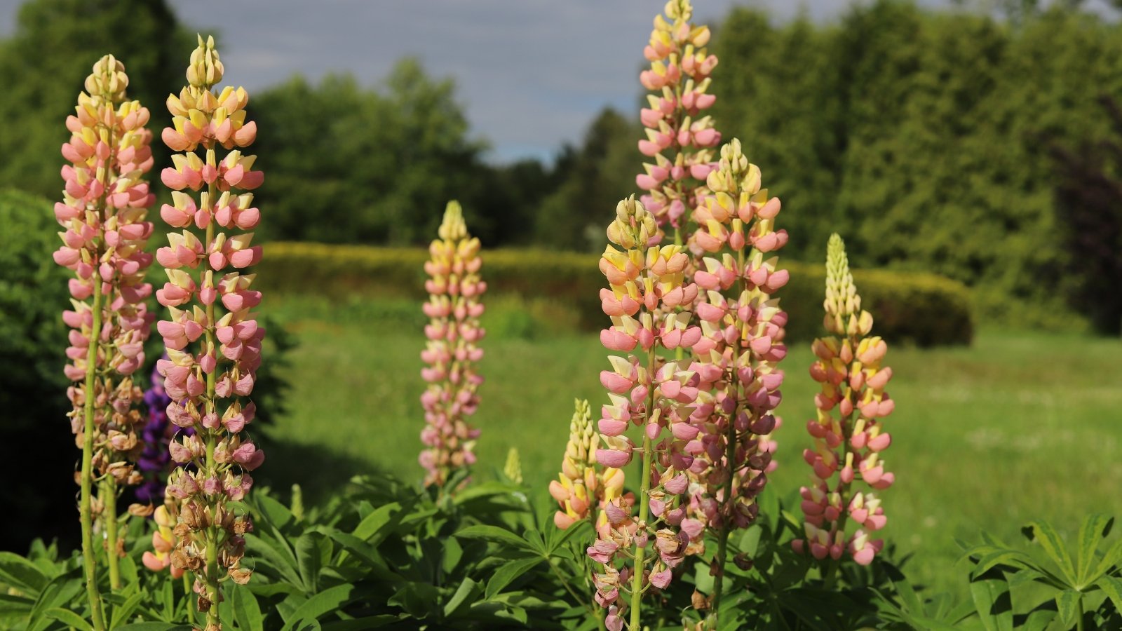 Dense, upright clusters of pink and purple flowers bloom on tall stalks with green leaves and a forested background.