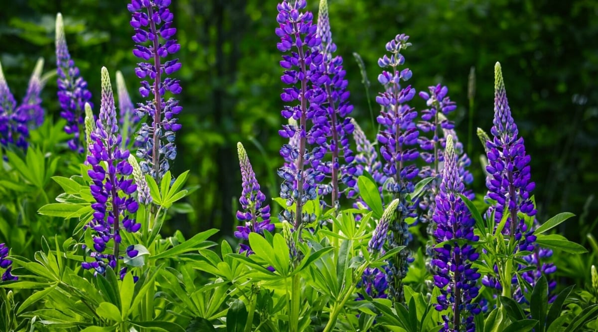 Close-up of blooming Lupines in a sunny garden. The plants form a clump of palmate leaves that are green. Rising above the foliage, the flower spikes bear densely packed, vertical clusters of purple flowers.