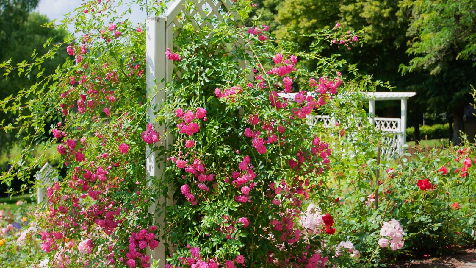 A well-maintained garden bed overflows with pink and red blossoms, supported by a white trellis in the background.