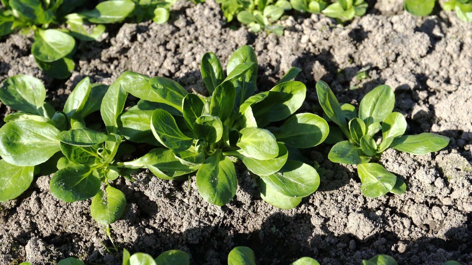 Close-up of Mache (Corn Salad) growing in a sunny garden. Mache presents delicate rosettes of tender, elongated leaves arranged in low-growing clusters. Its leaves are a vibrant green, with a glossy sheen, and have a smooth, rounded shape resembling small spoons.