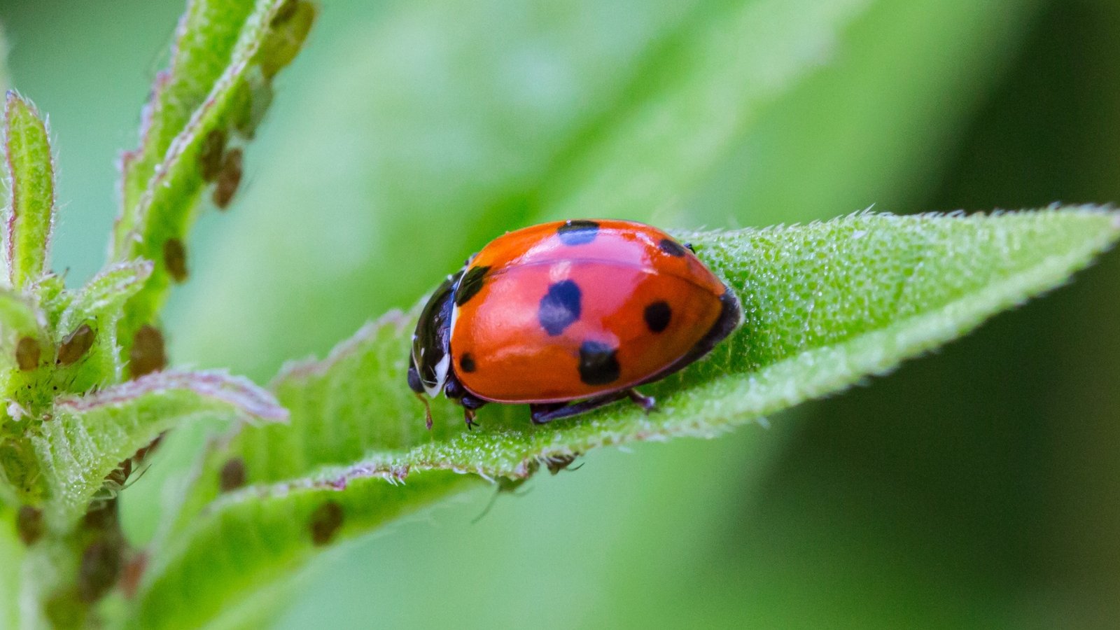 A red ladybug perched on a green, fuzzy leaf, devouring aphids with its delicate mouthparts, showcasing nature's intricate balance and the beauty of symbiotic relationships in the garden.