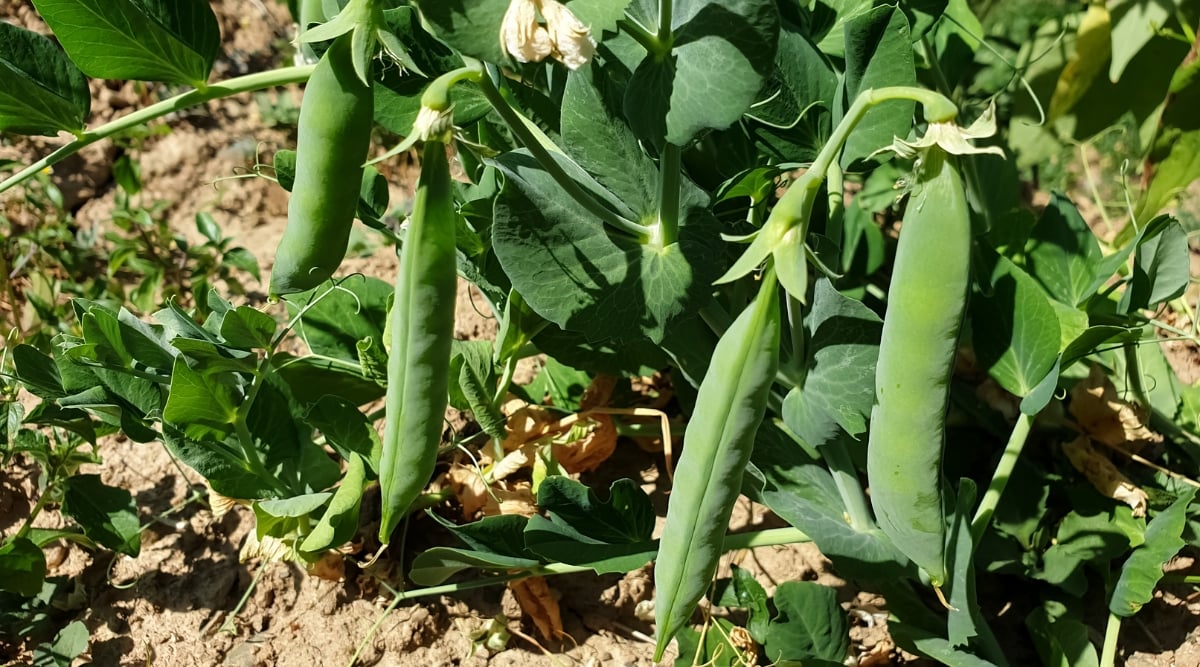 Fresh green peas hang delicately, suspended from their slender stems. Abundant green leaves of the pea plants flourish, capturing sunlight to fuel their growth, a vibrant contrast against the rich brown soil.