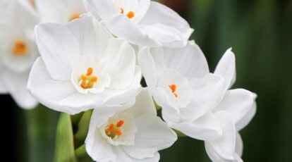 A close-up showcases stunning Paperwhite blooms with charming yellow centers. Each petal is pure white, forming an exquisite contrast with the vibrant yellow heart of the flower. The flowers' intricate details are a testament to their natural beauty.