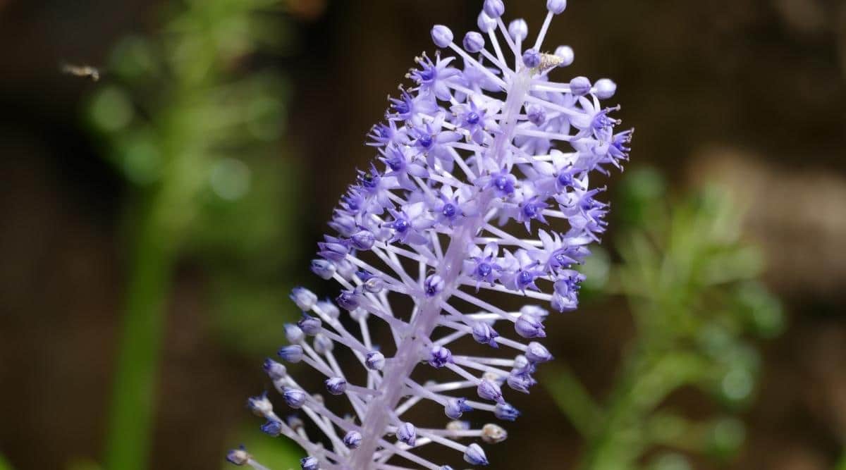 Madeiran Squill