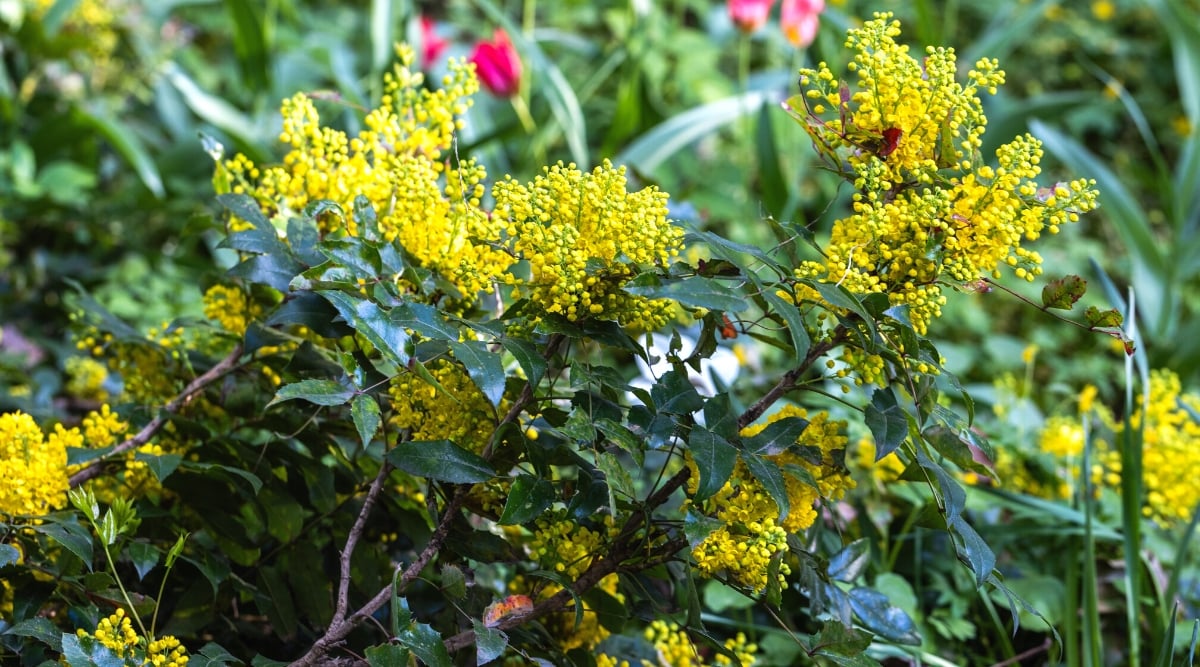 Close-up of a flowering Mahonia plant in a sunny garden. The plant features pinnately compound leaves with holly-like leaflets, creating a spiky and bold texture. The leaves are glossy and dark green. The plant produces clusters of small yellow flowers.