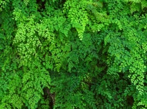 Emerald fronds of a maidenhair fern carpet the view, their delicate limbs interlacing like a lush green tapestry. From above, the fern resembles a miniature forest, sunlight dappling through the feathery leaves. This vibrant blanket of nature's artistry invites you to explore its intricate beauty.