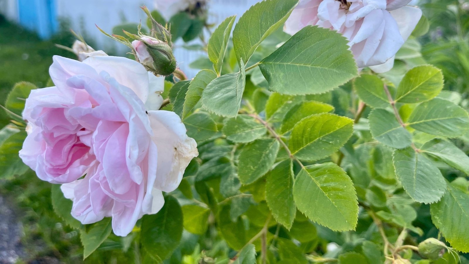 This rose blooms with layers of blush-pink petals, contrasted by bright green, finely toothed leaves and thorny, arching stems.