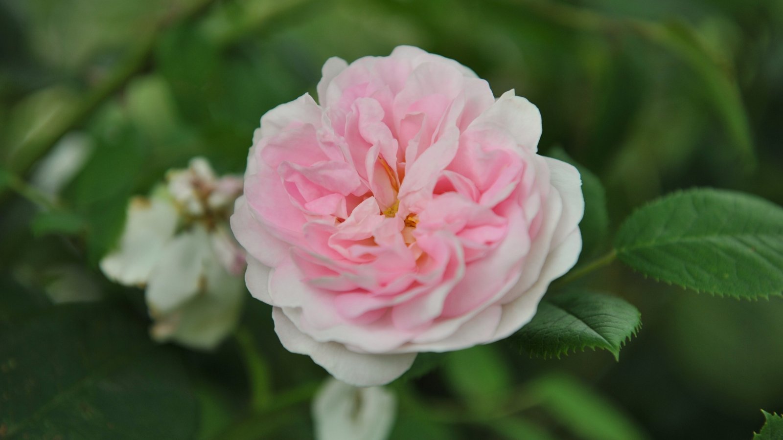 Close-up of a gorgeous soft pink rose flower against a blurred background of green foliage.