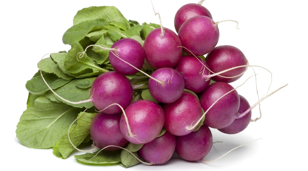 Close-up of a bunch of ripe Malaga radish on a white background. The roots are rounded, with a plum skin. The leaves are green, oval, wide, slightly lobed.