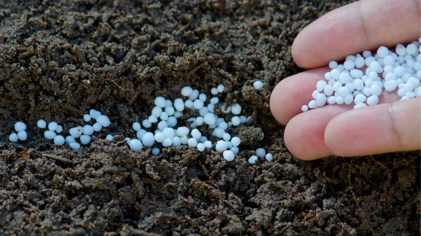 A close-up captures a hand dispersing Urea plant fertilizer, its white granules cascading onto the soil. Each granule, like miniature pearls, promises nourishment for the awaiting plants, a vital boost for their growth and vitality.