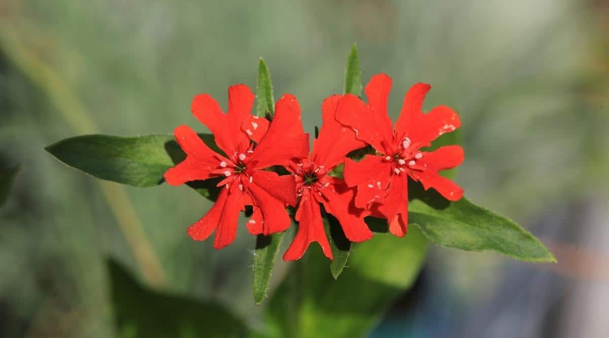 Maltese Cross