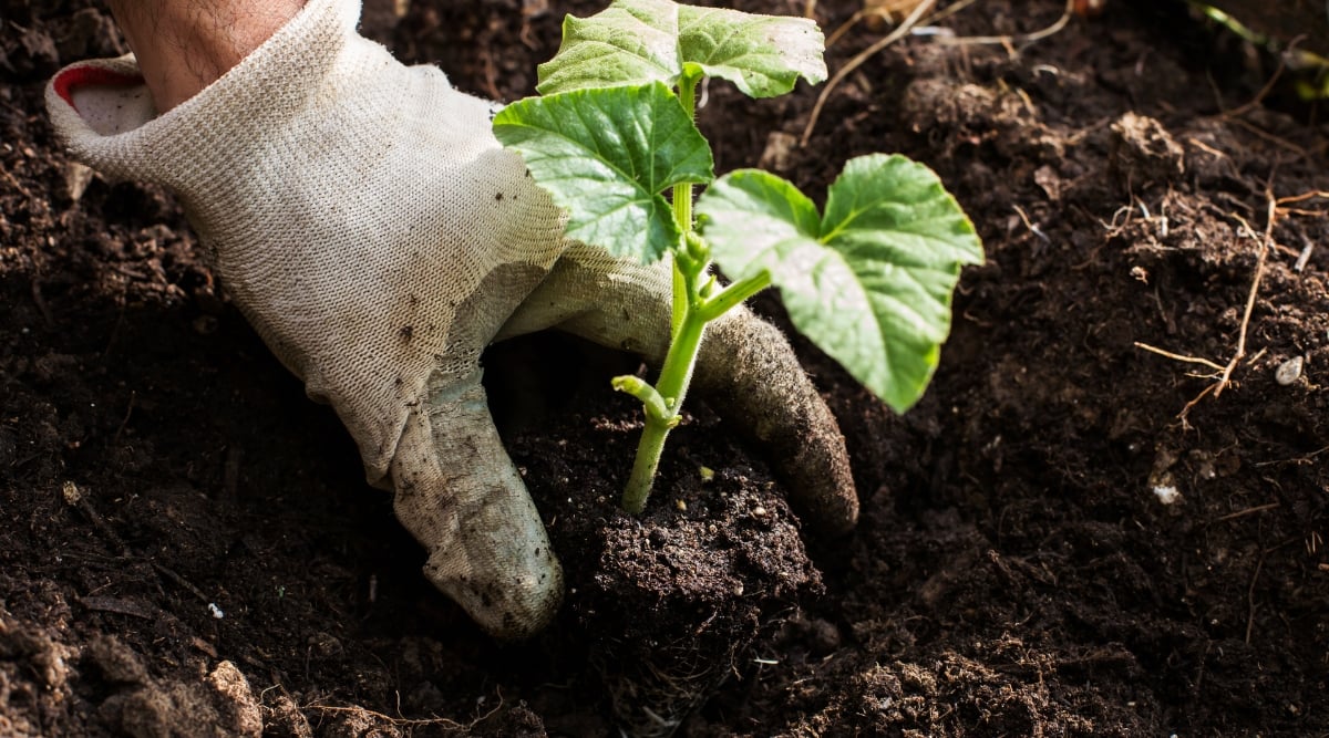 A close-up of a gloved hand gently placing a newborn pumpkin plant into a shallow hole in the ground. The plant has two tiny green leaves, and the soil around it is dark and moist. It is taken from a low angle so that the focus is on the hand and the plant.
