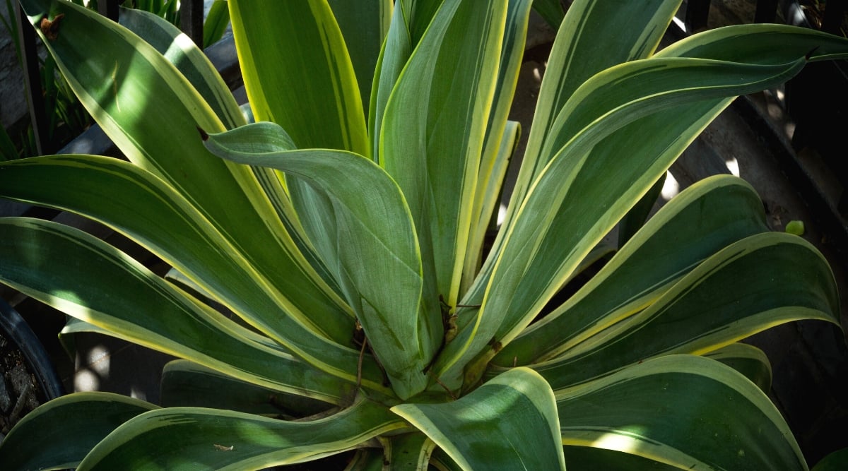 Close-up of a Manfreda virginica plant in the garden. The plant forms a rosette of fleshy succulent leaves. The leaves are long, lanceolate, with serrated edges. They are bluish-green in color, with pale green stripes along the edges.