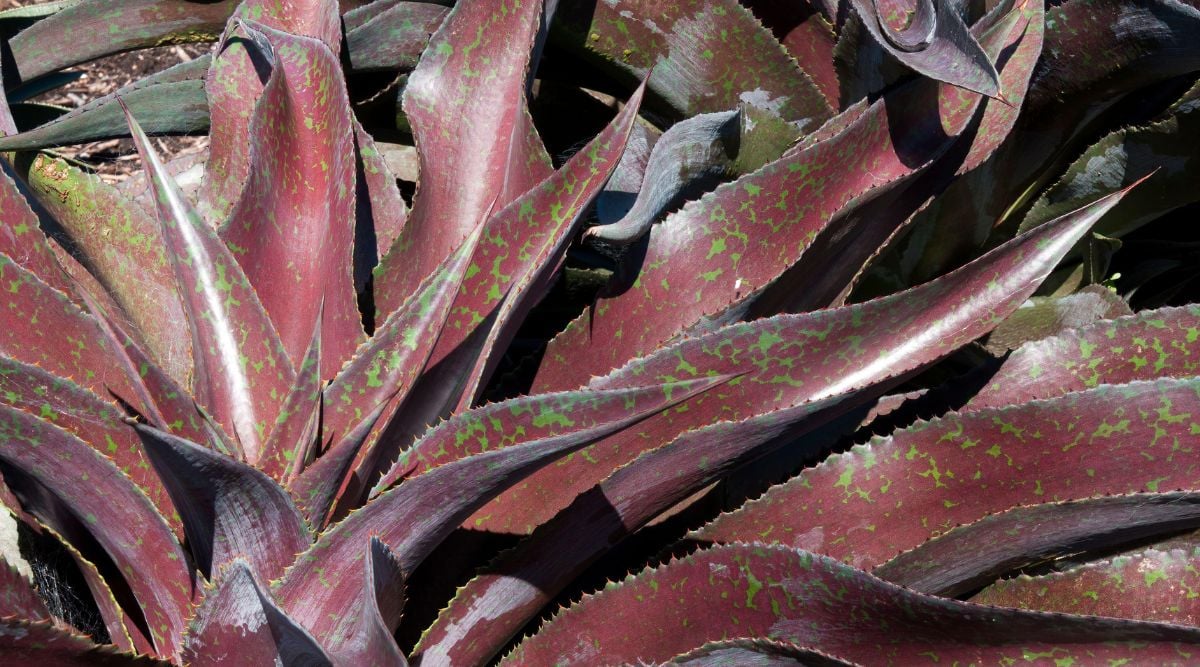 Dark Leaves of the Macho Mocha Succulent