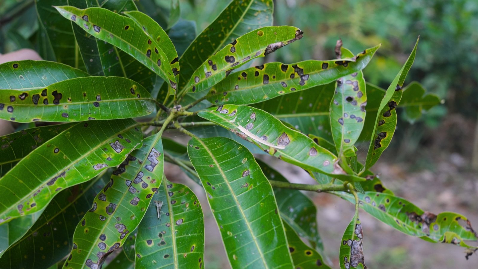 Close-up of mango leaves affected by anthracnose infection, exhibiting black spots and lesions that mar their once vibrant green surface.