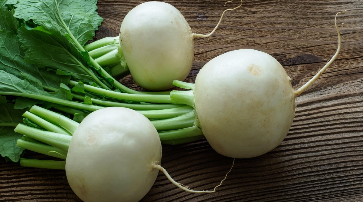 Close-up of three ripe Mantanghong radish roots on a wooden table. The roots are large, perfectly rounded, with a smooth white skin.