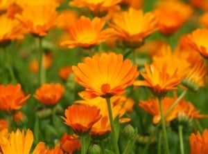 Orange calendula flowers blossom, their delicate petals unfurling under the sunlight. Tall, sturdy green stems stand proudly, providing a strong foundation for the flourishing blooms to showcase their radiant beauty to the world.