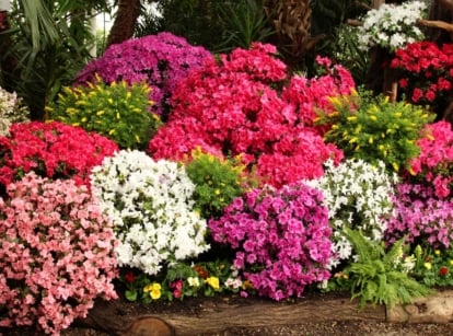 A vibrant garden teeming with life, showcasing an array of azalea bushes. Blossoms paint the scene in hues of pink, white, and purple, creating a picturesque display of nature's beauty and diversity.