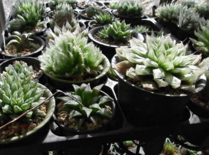 Many Haworthia succulent types