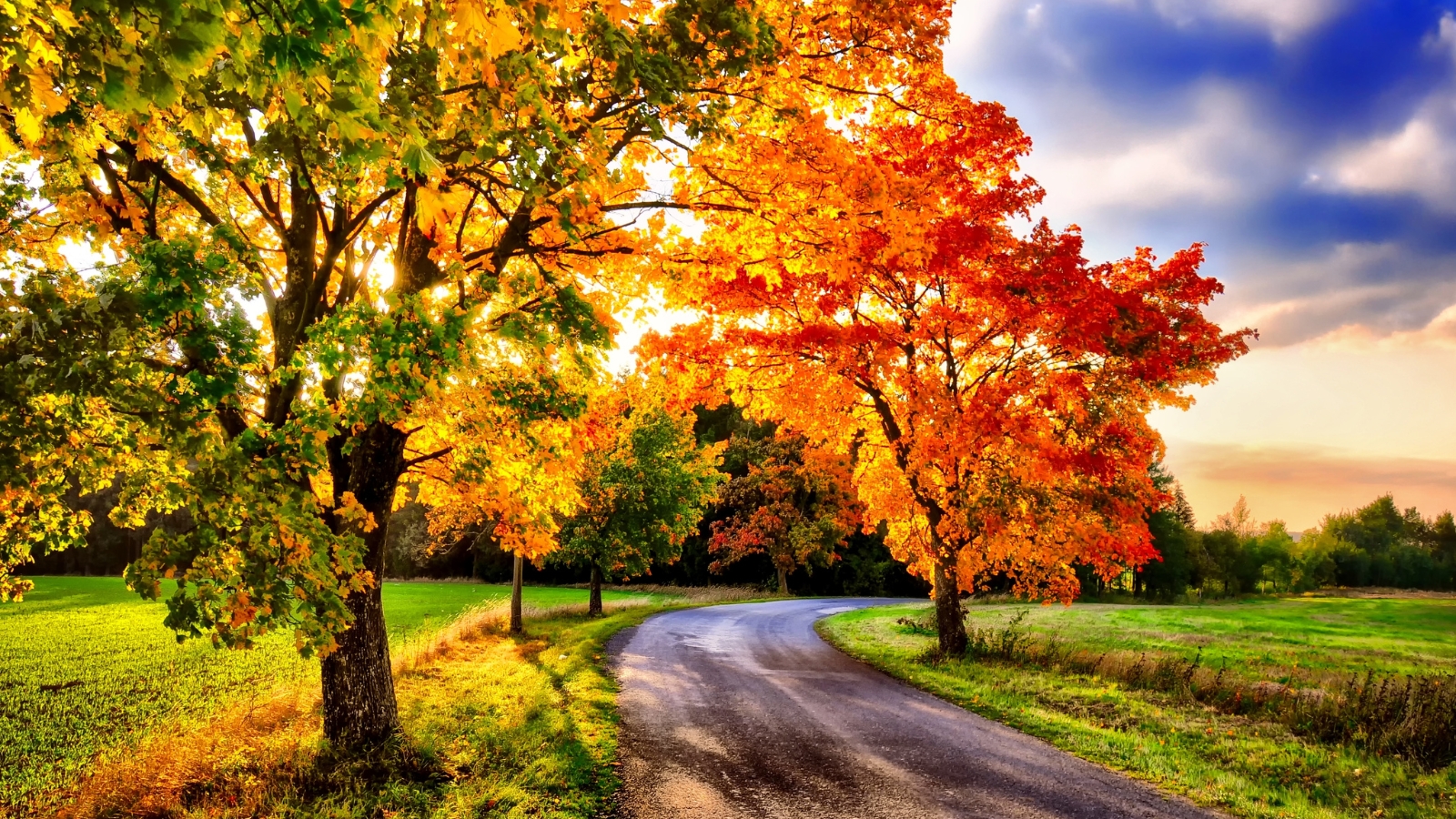 Leaves display a blend of orange and green hues against a brown pathway, with lush green grass below and expansive blue skies above.