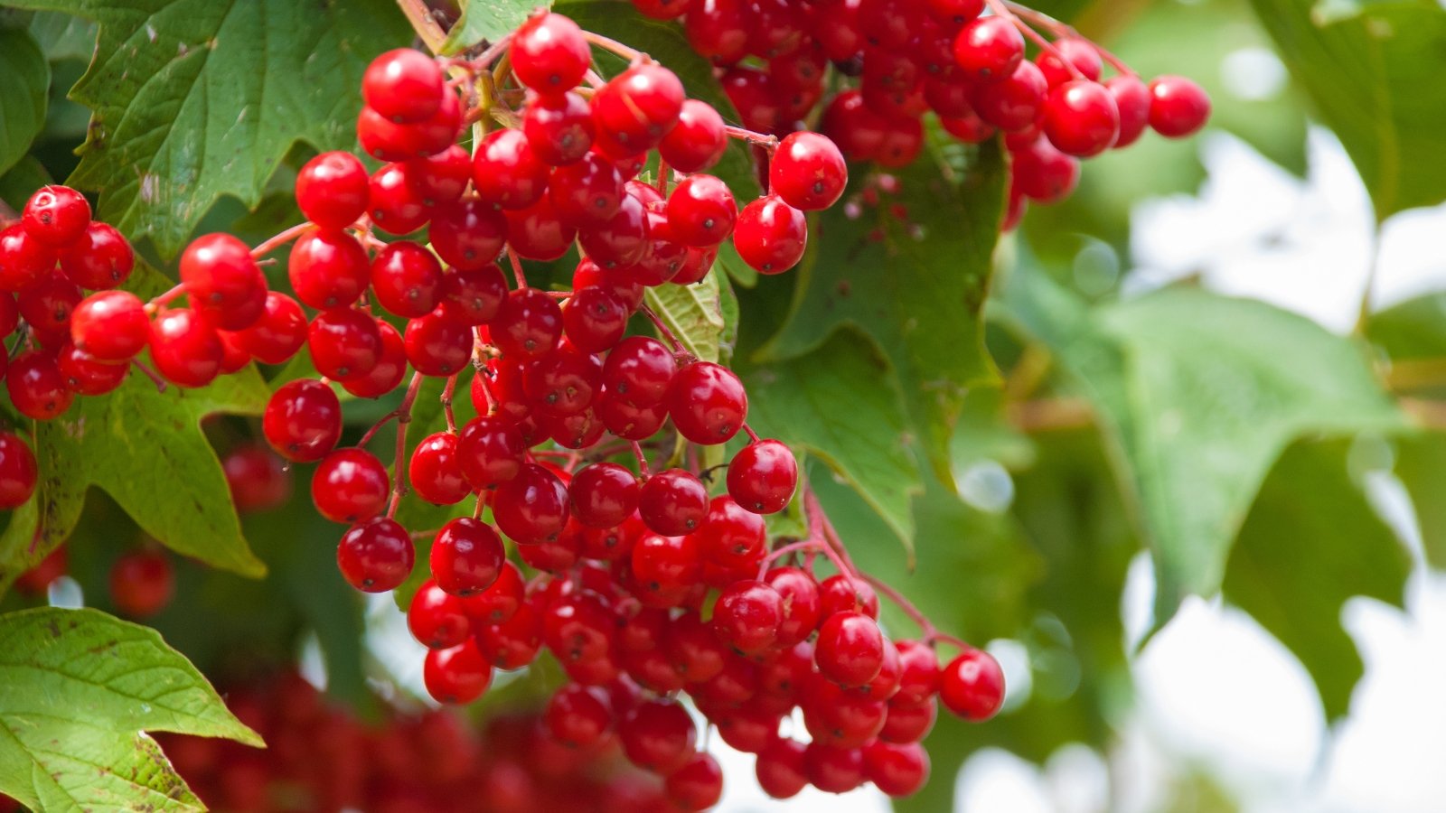 Vibrant red mapleleaf viburnum berries nestled among lush green leaves, creating a striking contrast in colors and textures.