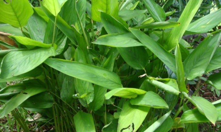 Maranta arundinacea