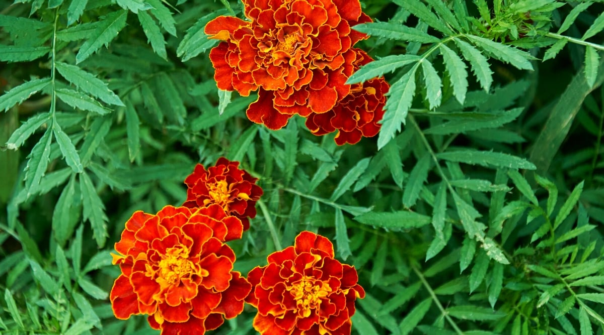 Close-up of blooming marigolds in the garden. Marigolds are a bright and fragrant annual plant. Marigolds have erect stems covered with feathery dark green leaves. The leaves are thinly divided into smaller leaflets. The flowers have a dense pom-pom-like appearance with multiple layers of petals. The petals are small, rounded, wavy, red with a yellow border.