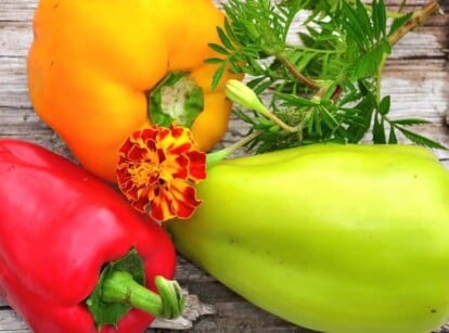 marigolds and peppers