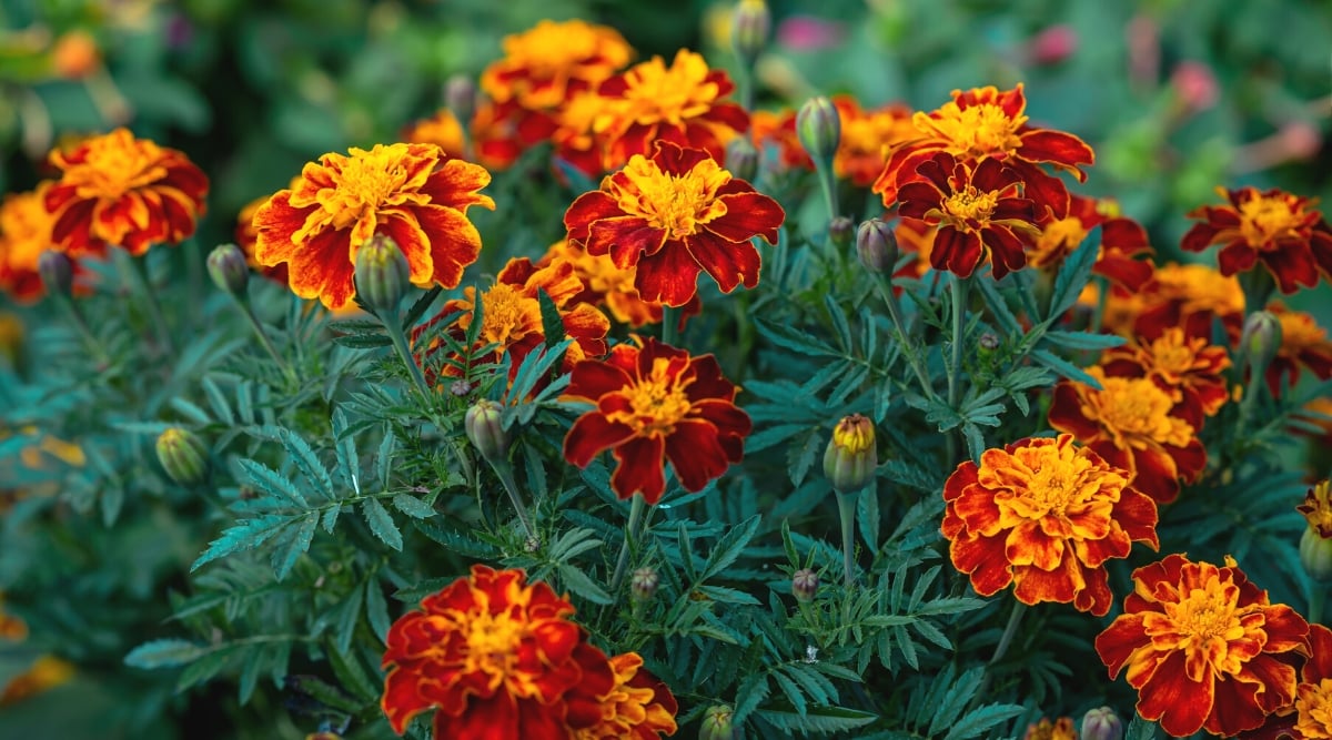 Close-up of blooming marigolds in the garden. The leaves of marigolds are lanceolate and deeply dissected, dark green in color. The flowers have a distinctive daisy-like appearance with multiple layers of petals, bright orange-red and bright yellow hues.