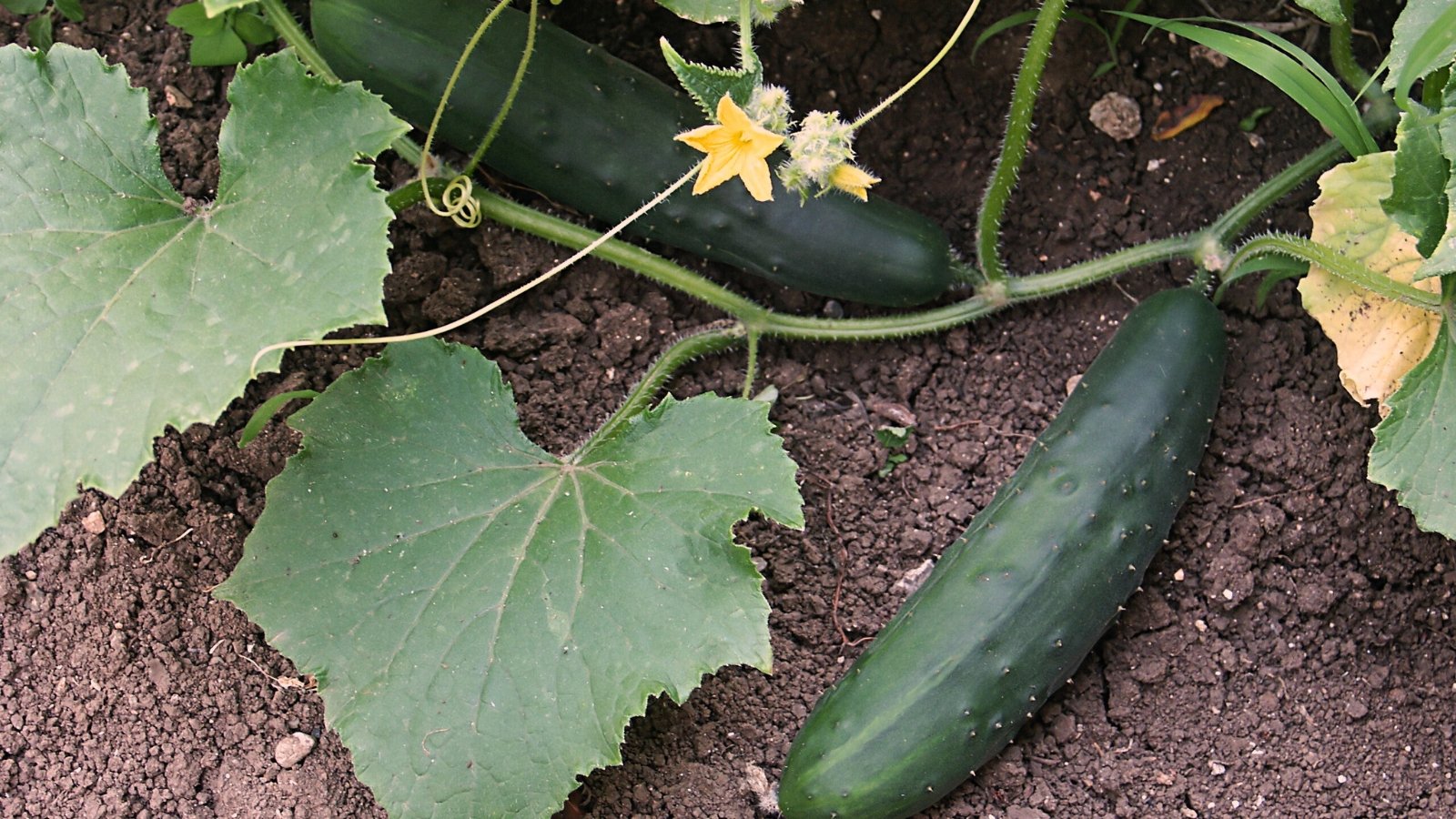 Close-up of a 'Marketmore' cucumber plant showing mature fruits characterized by their elongated, slightly curved shape, dark green, slightly bumpy skin, and juicy, refreshing flesh.