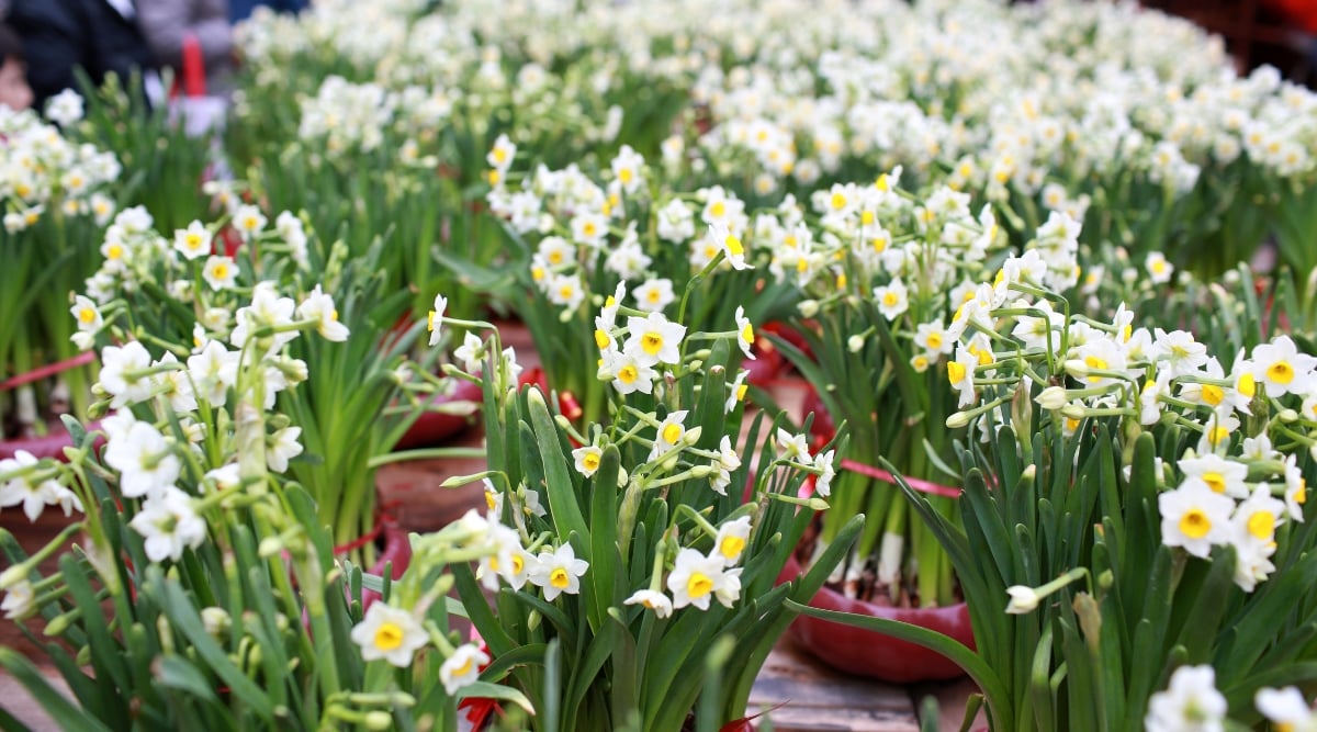 A close-up of numerous Paperwhites clusters adorned with vivid red ribbons, featuring lush green leaves and charming white blooms. These festive clusters are elegantly arranged in vibrant red containers, making them perfect for the Chinese New Year Lunar flower fair.
