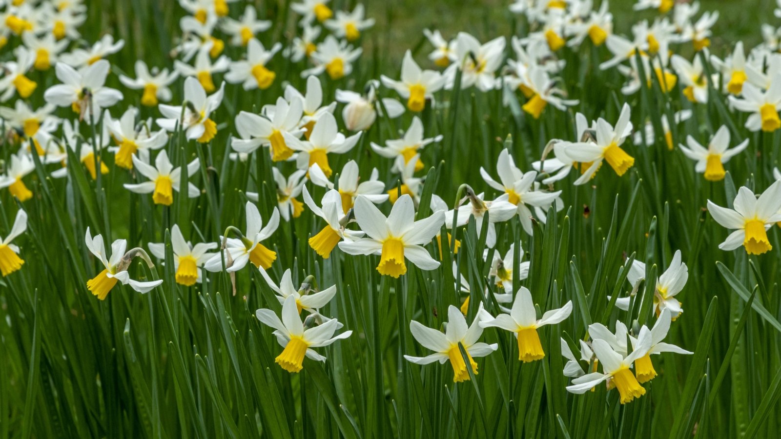 A close-up reveals Jack Snipe daffodils, their delicate petals gleaming in sunlight. The flowers boast pristine white petals with a soft yellow trumpet at the center. Beneath, slender green stems support vibrant leaves, adding to the dainty allure.