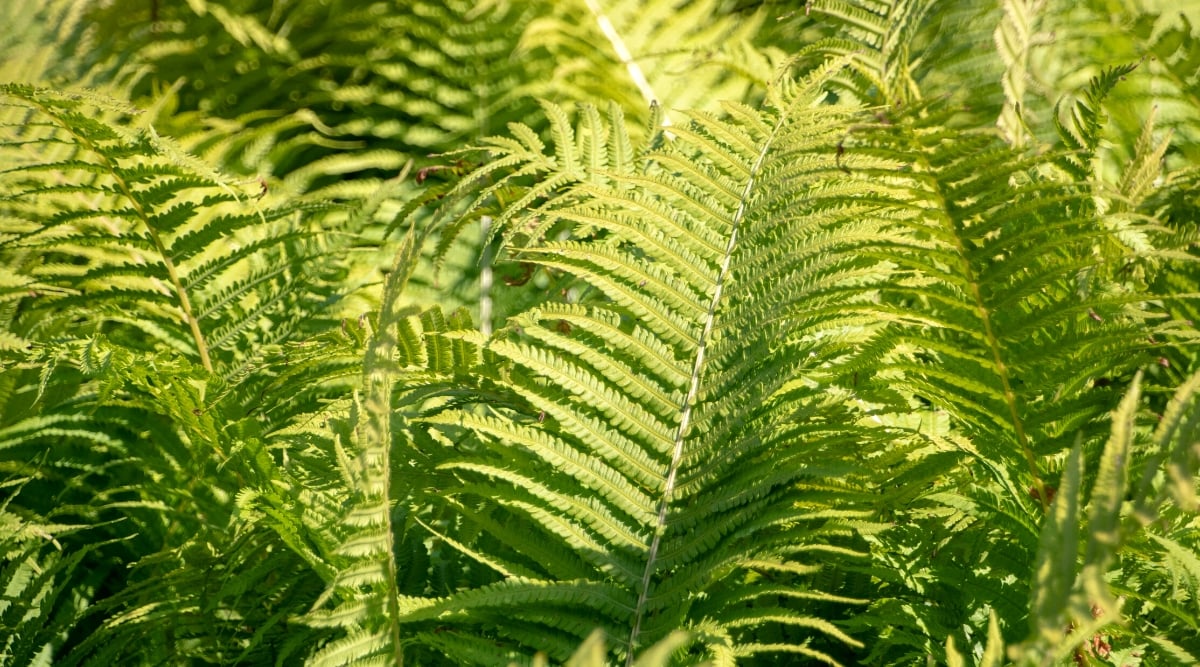 Close-up view of Ostrich ferns foliage in a sunny garden. Ostrich ferns, known scientifically as Matteuccia struthiopteris, are characterized by lush, feathery leaves. The leaves of ostrich ferns are long, spear-shaped and feathery.