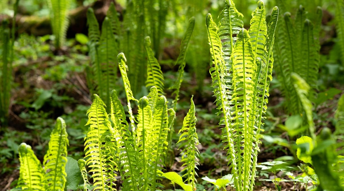 The ostrich fern usually grows in large vase-like growths reaching a height of 3-6 feet (1-2 meters) and spreading through underground rhizomes. The fronds or ostrich fern leaves are the highlight of this plant. The fronds are distinguished by their feathery and finely textured appearance. They consist of several pairs of leaflets arranged alternately along a central stem called the axis. Leaflets are lanceolate in shape with deep lobes resembling ostrich feathers.