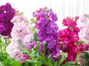 A cluster of full, ruffled Matthiola incana flowers in shades of magenta, pink, and purple. Their delicate petals fill the foreground against a clean white background, creating a vibrant and textural display.