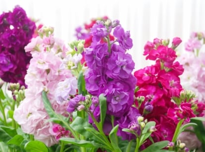 A cluster of full, ruffled Matthiola incana flowers in shades of magenta, pink, and purple. Their delicate petals fill the foreground against a clean white background, creating a vibrant and textural display.