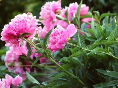 Close-up of blooming may flowers - peonies in a sunny garden. Peonies are beloved herbaceous perennial plants cherished for their extravagant and lush blooms. Their foliage consists of deep green, glossy leaves that are deeply lobed. The flowers themselves are large and sumptuous, with layers of delicate petals forming voluminous, bowl-shaped blooms. Peonies come in a soft pink color.