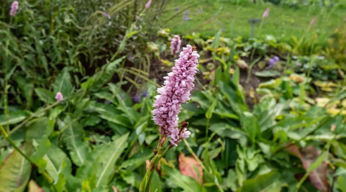 Meadow Bistort