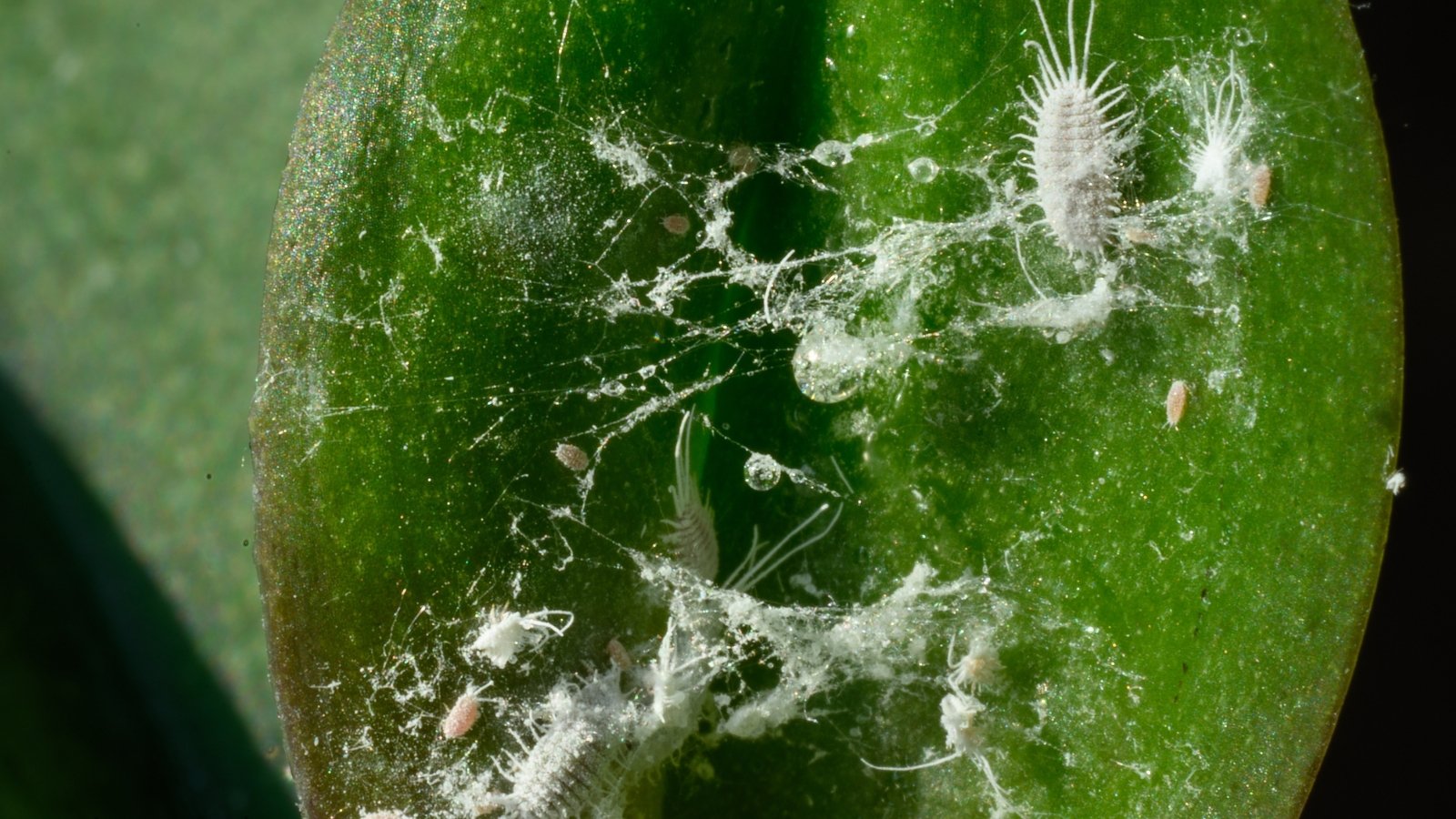 Close-up of Mealybugs on a green leaf, representing small, soft-bodied insects covered in a white, waxy substance.