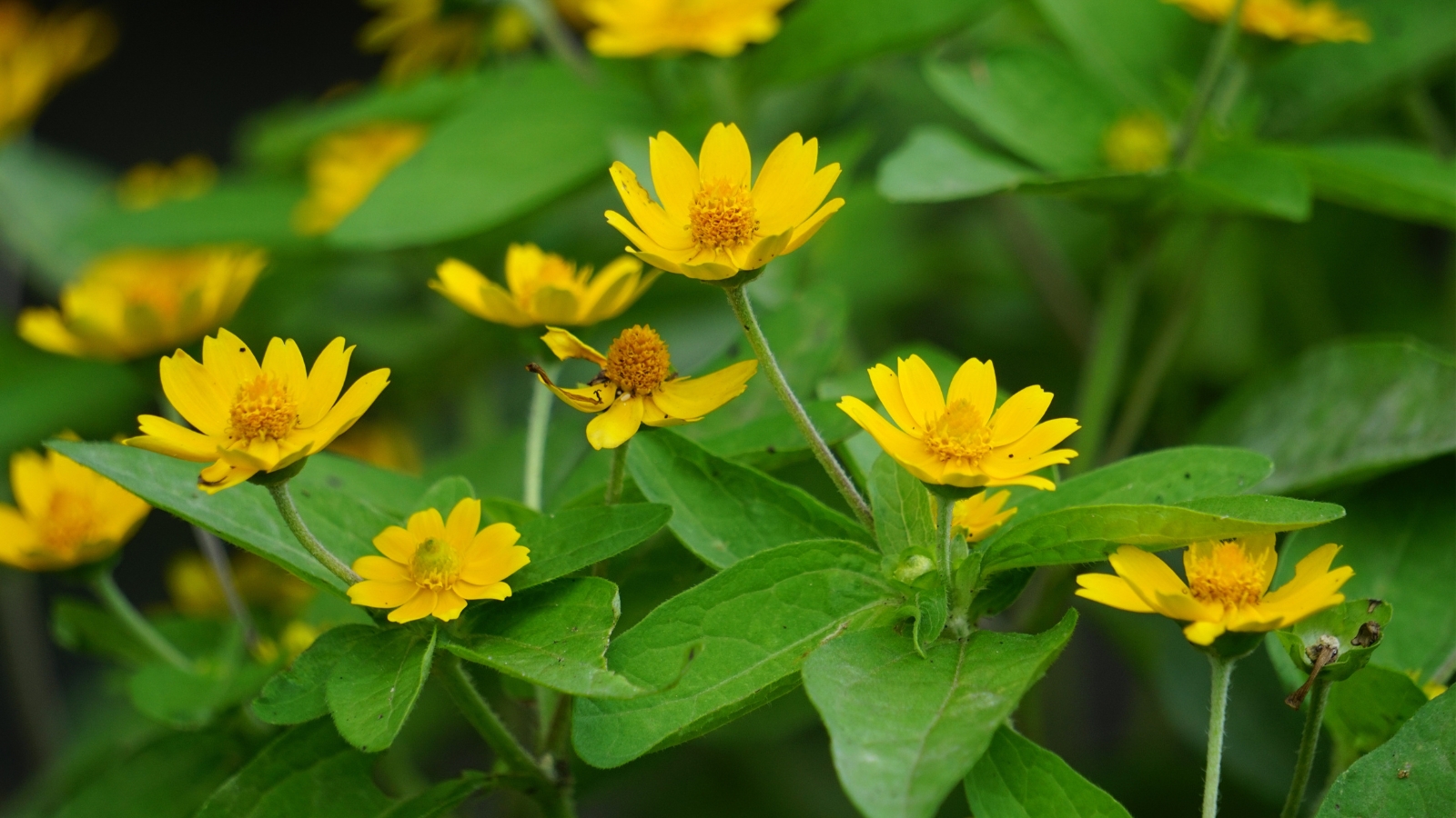 A close-up of yellow melampodium flowers nestled among lush green leaves, offering a glimpse into the delicate beauty of nature's botanical masterpiece.