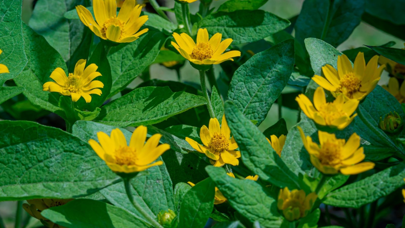 Melampodium divaricatum showcases slender stems and narrow, lance-shaped leaves, adorned with small, cheerful yellow flowers.
