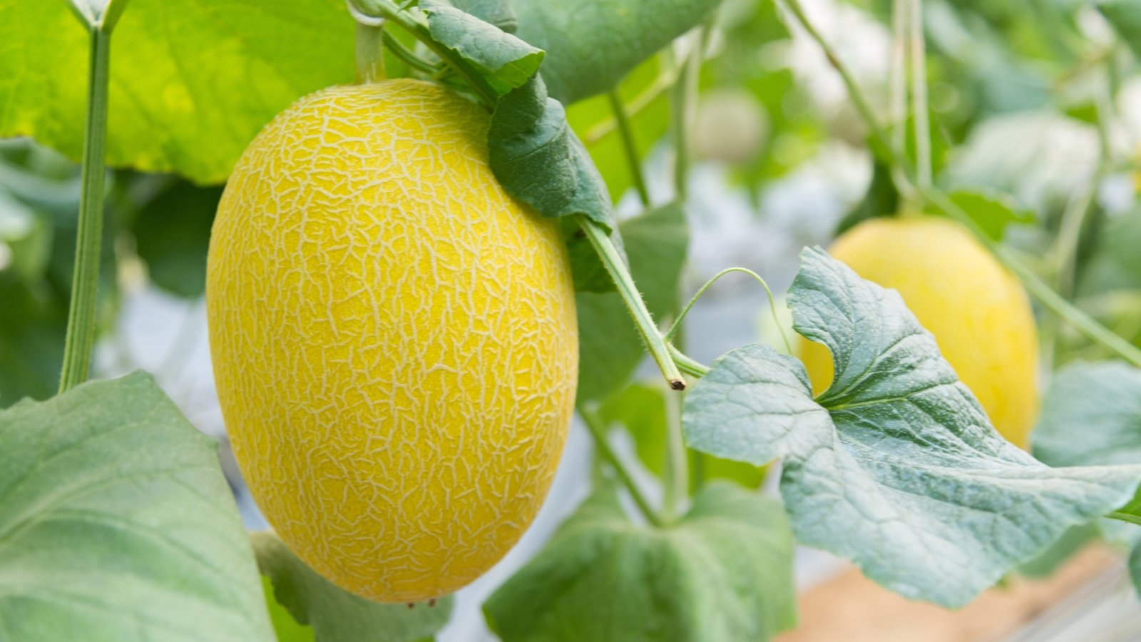 Close-up of a growing Melon plant that has large, rough-textured, lobed leaves and trailing vines, producing an oval yellow fruit with a textured rind.