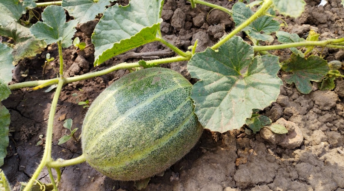 Top view, close-up of a ripe melon fruit in the garden. The plant has long spreading vines with large lobed leaves that are dark green in color and have a rough texture. Melon produces large, fleshy and juicy fruits. The fruit is large, oval in shape, with a thick, rough, green, ribbed skin.