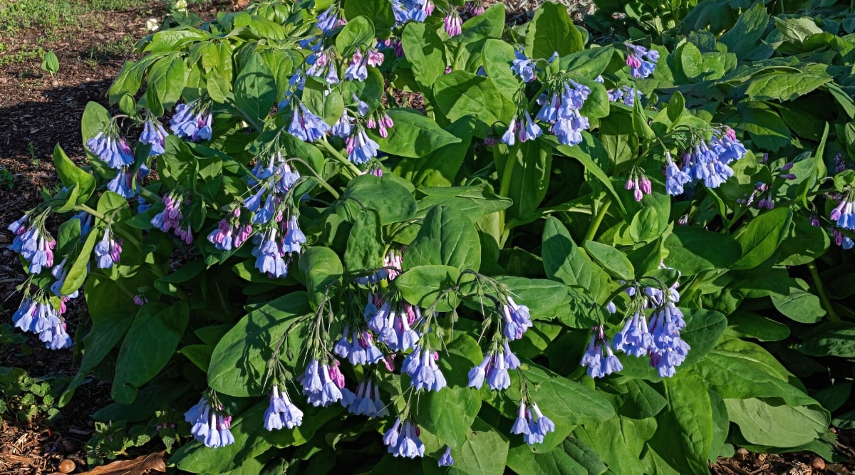 Mertensia virginica, commonly known as Virginia bluebells, is a herbaceous perennial native to eastern North America. The plant has broad, oval leaves, dark green in color, which are alternate and smooth. Mertensia virginica produces clusters of tubular, bell-shaped flowers that hang in drooping racemes. Flowers are lavender and blue.